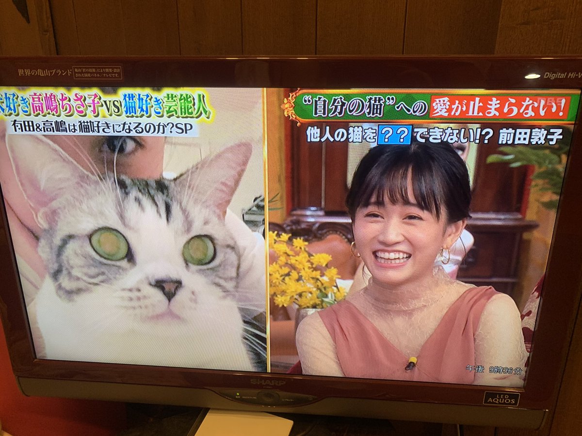 船木勇佑 テレビで 犬好き高嶋ちさ子vs猫好き芸能人 を見て みんな自分の猫の可愛さをアピールしてるけど うちのオレオさんの方がどう見ても可愛いから ほんと申し訳ない