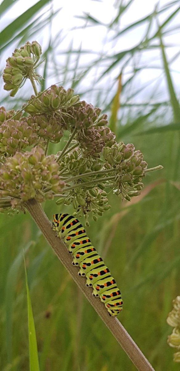 Gespot langs het Vlonderpad: de rups van een koninginnenpage! #bcdewieden #dewieden #rups #koninginnenpage #papiliomachaon