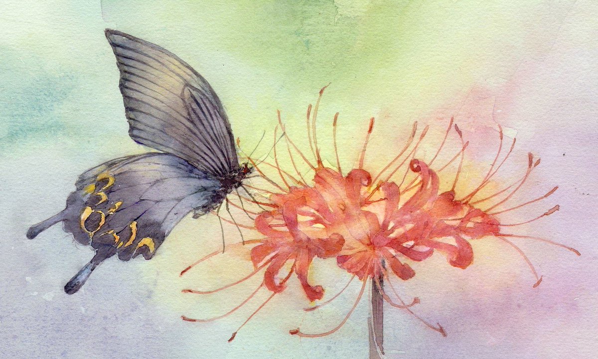 福井良佑 透明水彩 Watercolor 蝶 と曼珠沙華 初秋を彩る花 曼珠沙華 昔はいたるところに咲いていましたが 今はお寺や田舎でしか見かけることが出来ないのが残念です クロアゲハが大きな羽を広げ花に寄り添う様は何とも幻想 的です 彼岸花 曼珠沙華