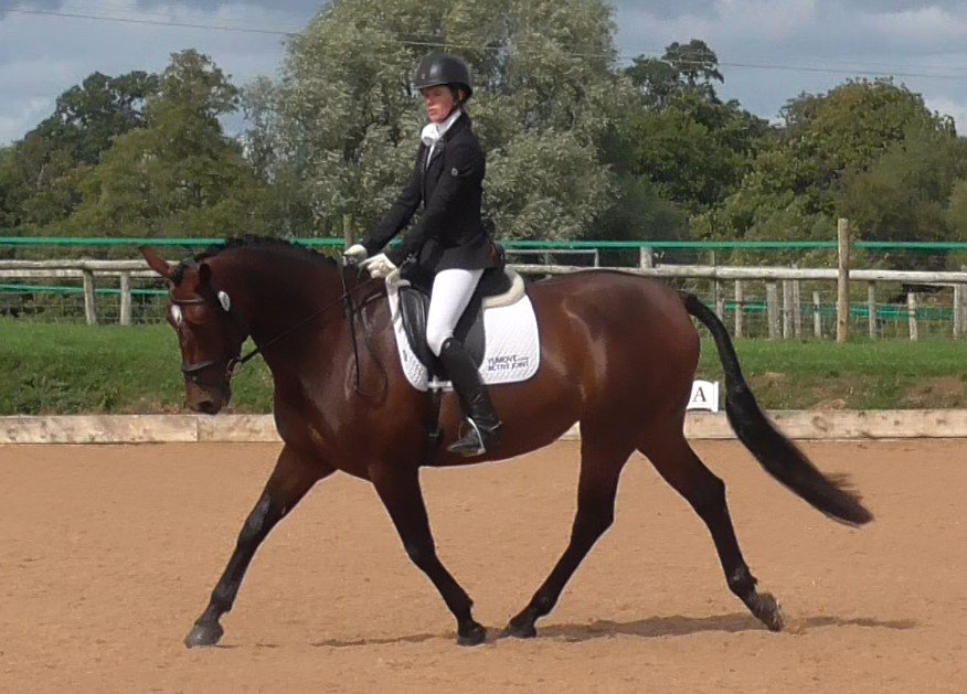 VetGoneEventing's tweet photo. Lucha strutting for two 70+% scores in her Elementary tests this weekend to secure her Regional silver qualification in just 2 outings! 🥇🌟 #Yumove #ActiveJoint https://t.co/HpUtAk7qtj