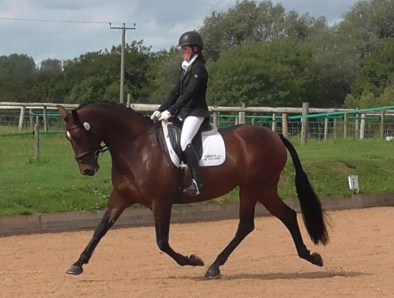 VetGoneEventing's tweet photo. Lucha strutting for two 70+% scores in her Elementary tests this weekend to secure her Regional silver qualification in just 2 outings! 🥇🌟 #Yumove #ActiveJoint https://t.co/HpUtAk7qtj