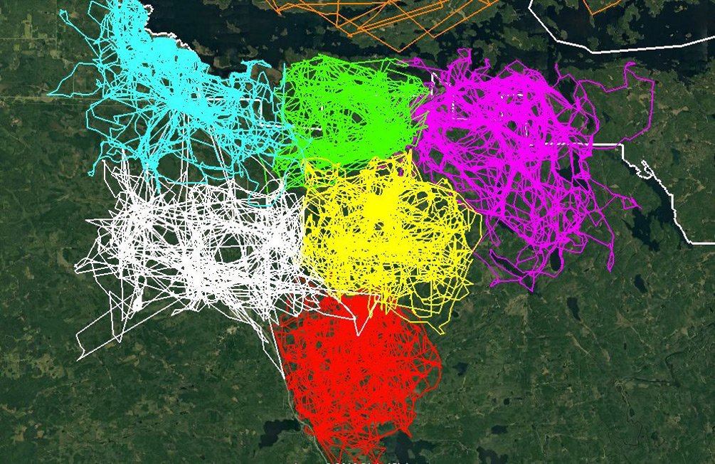 6 ayrı kurt sürüsünü takip eden Minnesota Üniversitesi araştırmacıları, kurtların birbirlerinin alanlarına girmekten özenle nasıl kaçındığını haritalaştırdılar. 

Bu grafik için 68.000'den fazla GPS noktası kullanıldı.