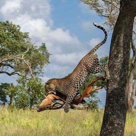 CapturedinKenya's tweet photo. A Leopard climbing down with her kill seen in our reserves in Kenya
@CapturedinKenya  #tailormadesafari #guidedsafaris
#tailormadesafari https://t.co/3XMynEQjku