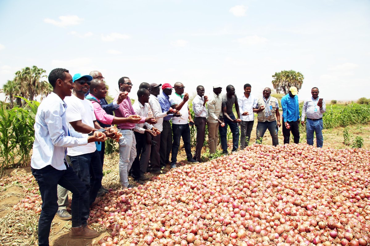 UNHCREthiopia's tweet photo. Together with @WFP UNHCR hosted a study tour in Melkadida in which representatives from the Reg. Gov. & Agriculture Bureau of Gambella as well as representatives from the refugee & host community visited successful CRRF agricultural initiatives that benefit both #CompactRefugees https://t.co/Sn852VY4cO