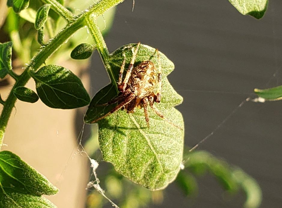 WLittlePitcherP's tweet photo. Memphis Menagerie - this guy finally figured out my #patiotomatoplants are a fertile #huntingground
#spider #stillsummer #foundafriend https://t.co/vziL3SrJF4