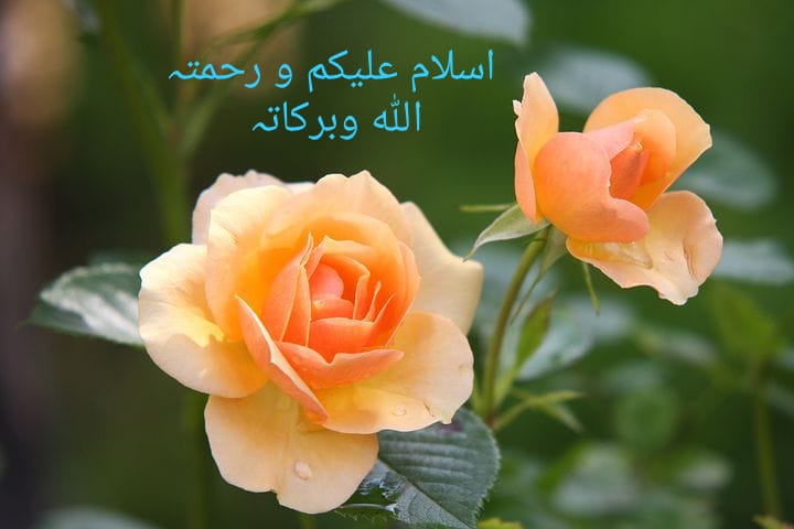 AMJJAD FAYYAZ (@amjjadfayyaz) on Twitter photo 