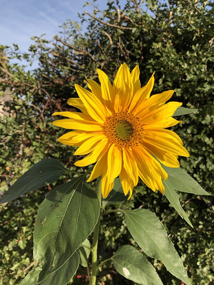 Not sure if is a contender for tallest, but it certainly is looking stunning! 🌻😍 <a href="/GrowingPeople/">Pro-Development</a>  #york #yorkbusiness #sunflower2019