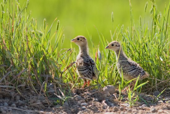 pheasants4ever's tweet photo. PHEASANT FACT: Known for their prolific nesting abilities, pheasants have been documented in some states to double their population in a given year provided seasonal weather is optimal for nesting success https://t.co/tiL8DuQPEH #TheHabitatOrganization https://t.co/oefb4wctoB