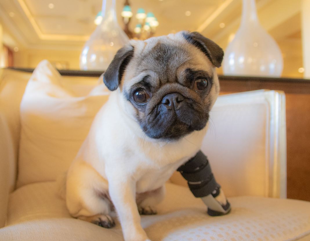 PugVegas's tweet photo. So, don't know what to wear for the #vegaspugparty2020 #80s #prom? 

You can always go naked! 

Ok, maybe just your #pug could go naked. 😅😅😅

Tickets are on sale: https://t.co/e6qqaZKGaH https://t.co/TAiMnuf7IT