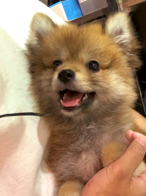 キツネみたいな犬のtwitterイラスト検索結果