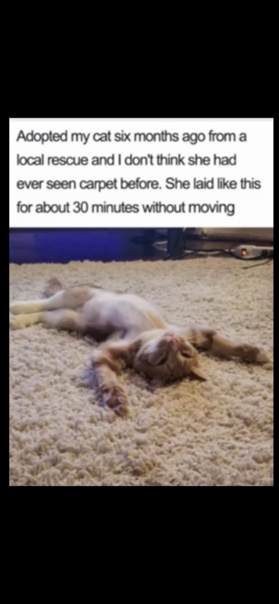 shaundubss's tweet photo. #AdoptDontShop People that say money can’t buy you happiness, have never paid an adoption fee.......👍🏻🐾❤️ https://t.co/7EP8zlFGDu