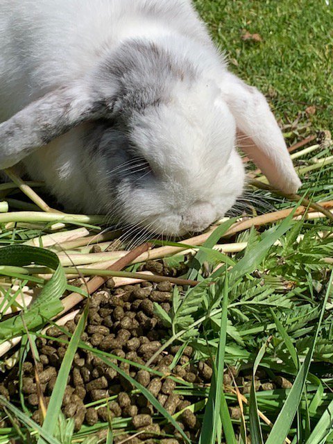 RabbitRWAF's tweet photo. #TrueOrFalseTuesday – Rabbits must always have access to pellets.
False: Rabbits have a sweet tooth and will often pick out the sweet stuff (pellets) first. Hay should make up 85% of your rabbits’ diets, whereas pellets should only make up 5% (about one tablespoon per day). https://t.co/Kro7elLi4h