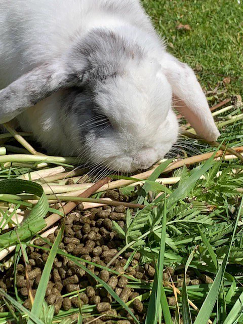 KnowYourRabbit (@know_rabbit) / X