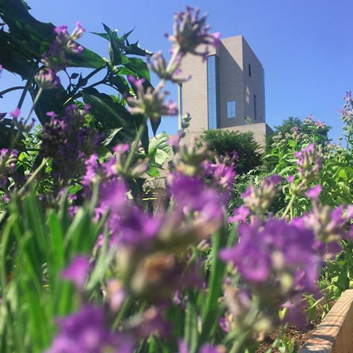 LoganUChicago's tweet photo. We're closed for Labor Day today. Enjoy this photo of lavender in bloom at the #LoganCenter community garden! Photo #repost from @thefinchery. #MadeAtLogan https://t.co/StqqrgCJMv