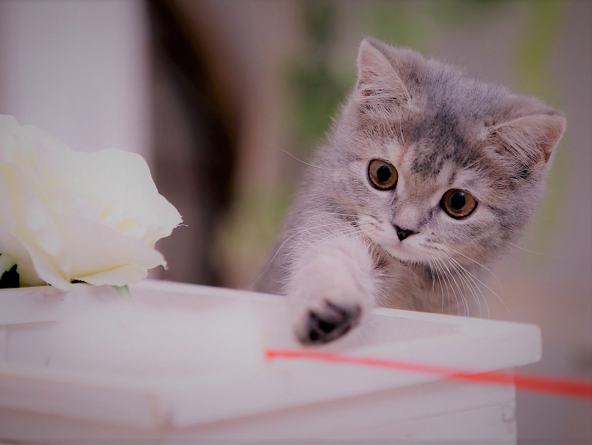 ট ইট র 武士の 猫じゃらしにじゃれる子猫 じゃれる子猫のブリティッシュショートヘアは イギリス起源で最古の猫品種である ブリティッシュショートヘアの灰色はブリティッシュブルーともいう カメラ目線 猫じゃらし ブリティッシュショートヘア 小猫