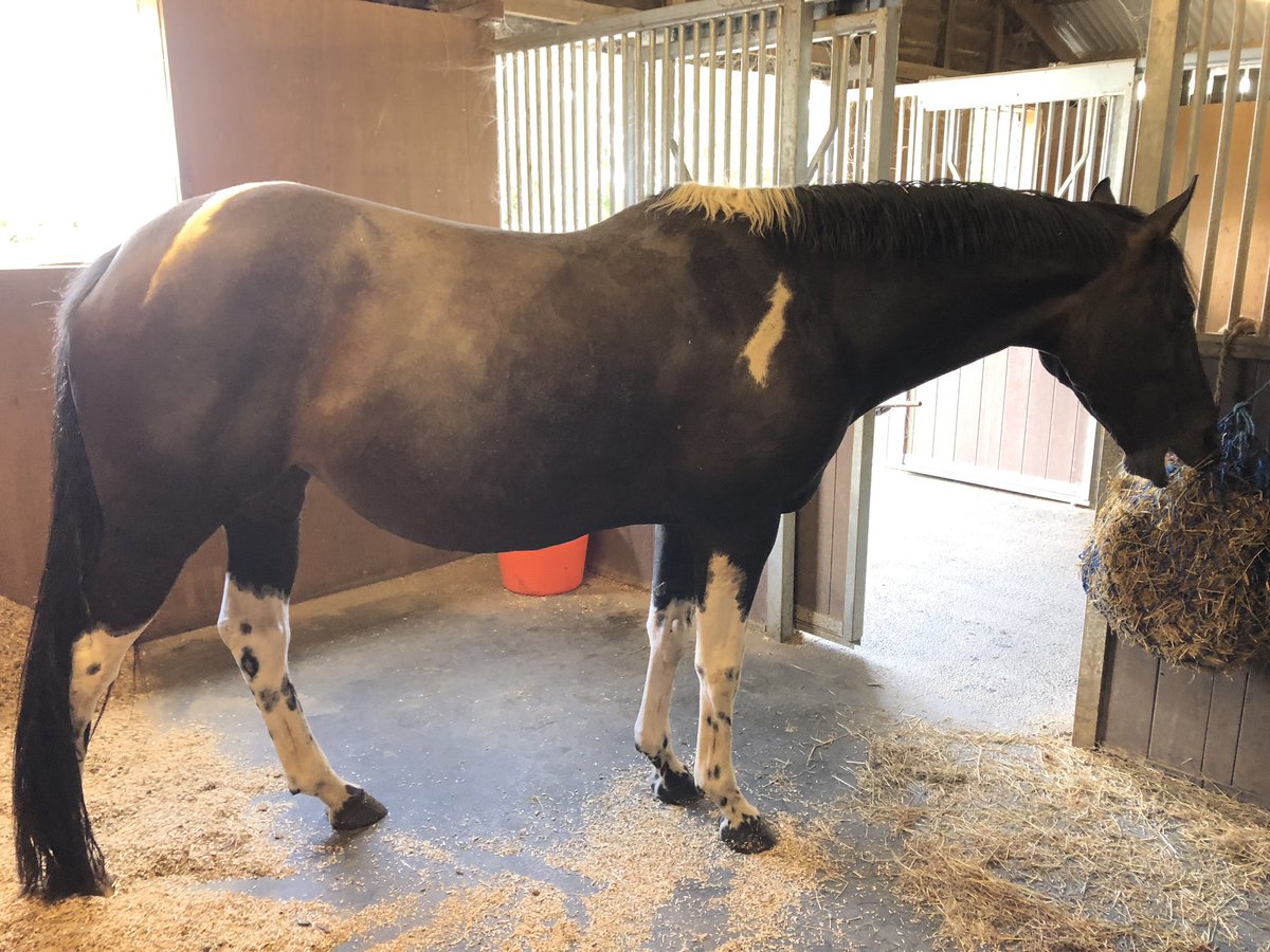 Our #RenkumOlinthos foal is currently the size of a kitten 🐱, although looking at Squirrel’s tummy you’d be forgiven for thinking she was due soon! I love the fact I’ve also caught her mid face stuffing!! 😂🦄💗😋 <a href="/ClementsEquine/">Clements Equine</a>