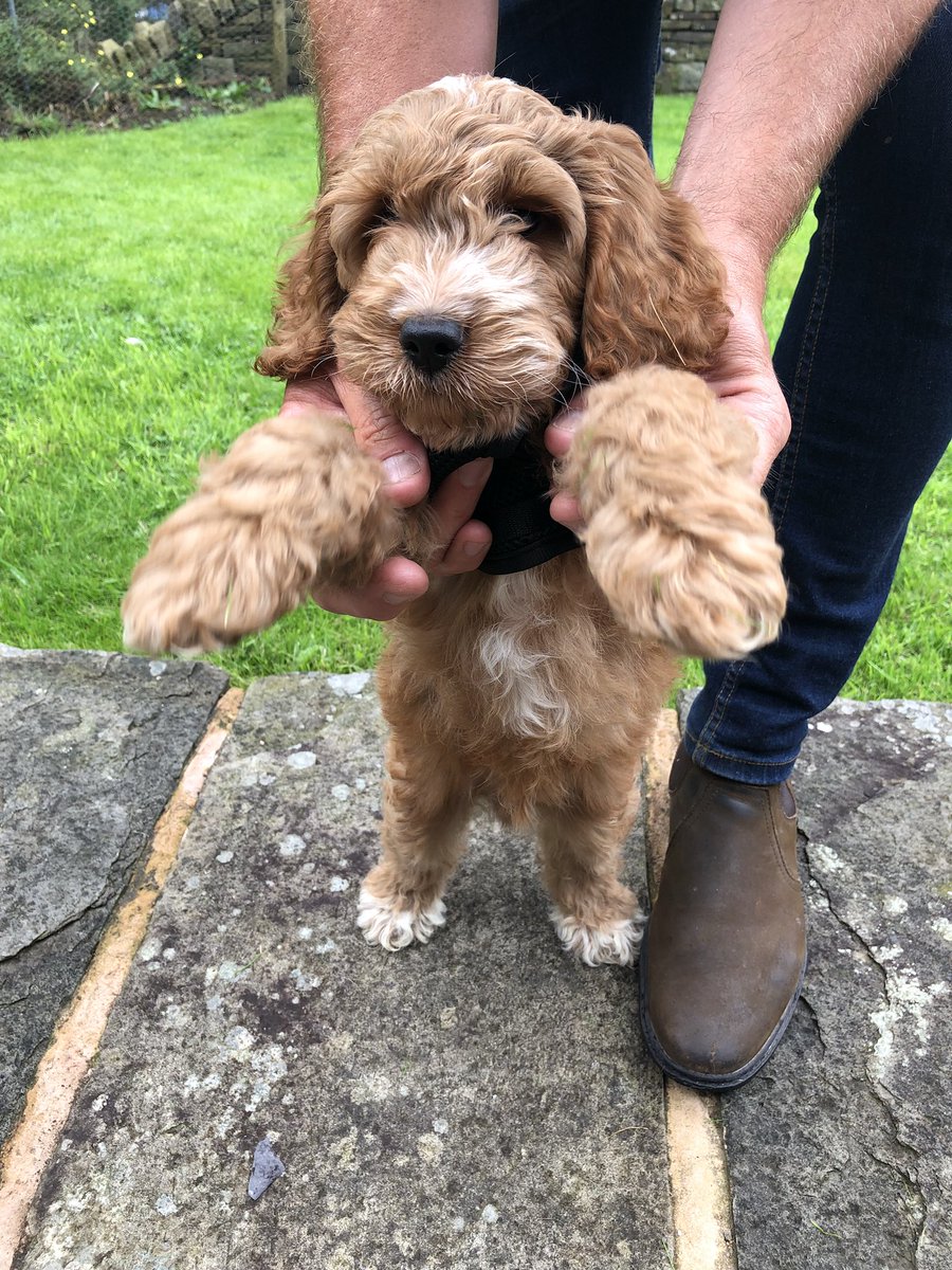 karenlambert01's tweet photo. There’s a new Lambert in town - meet Paolo the Cockapoo😍❤️🐶 #paolo #paolothecockapoo #cockapoo #alreadyobsessedwithhim @InspiralGraham https://t.co/9dPAdMfCW7