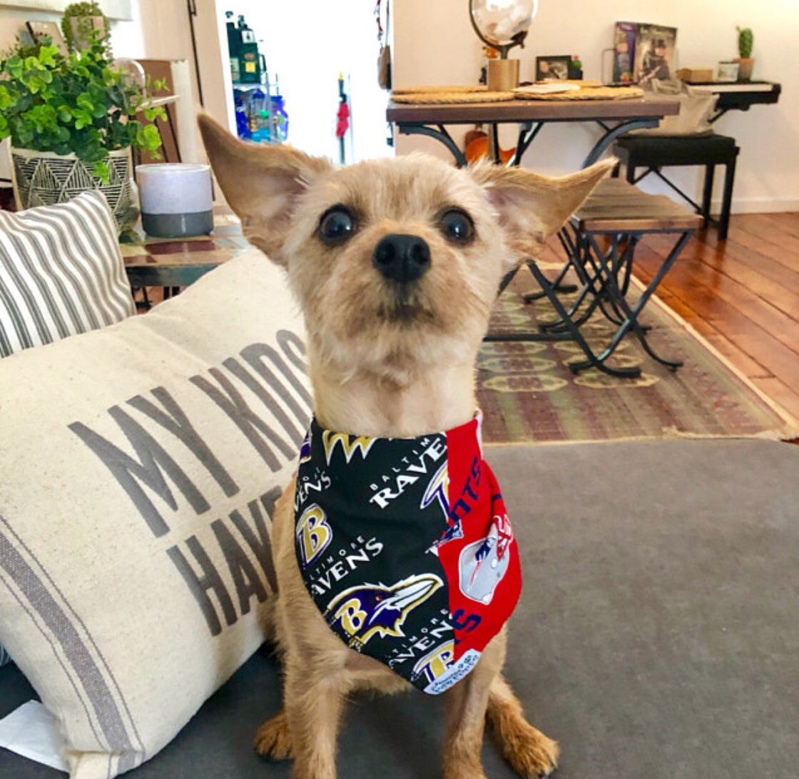 house divided dog bandana