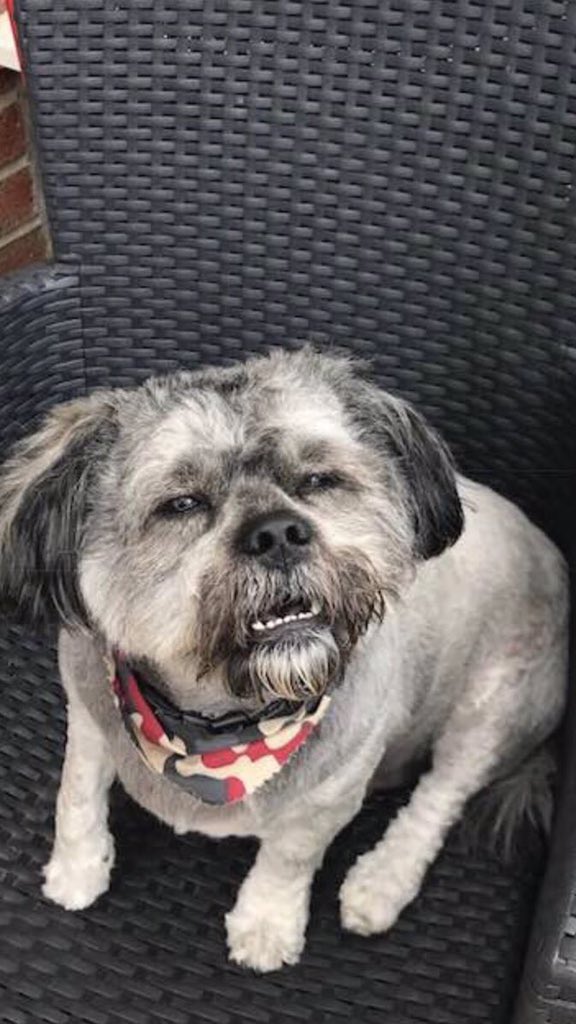 lhasa apso craigslist