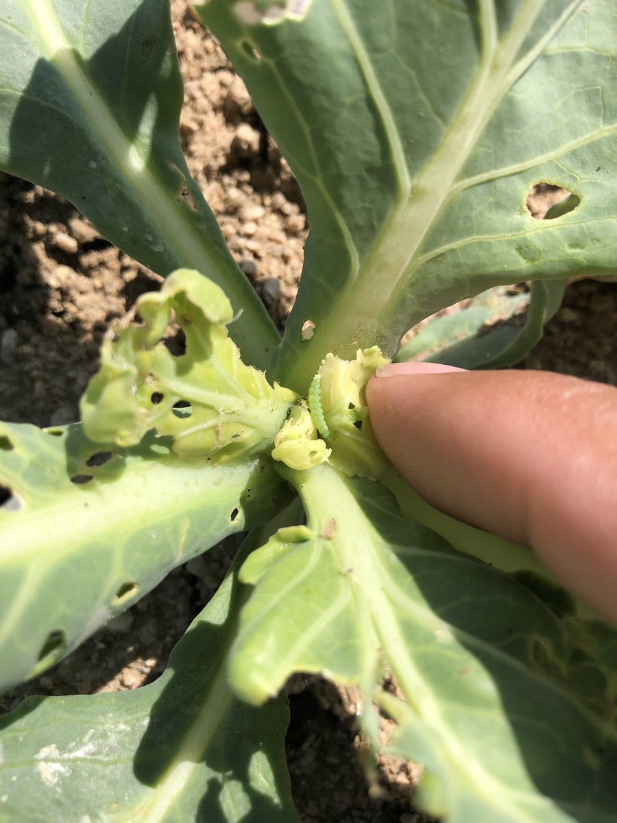 Alejandro Del-Pozo tweet media