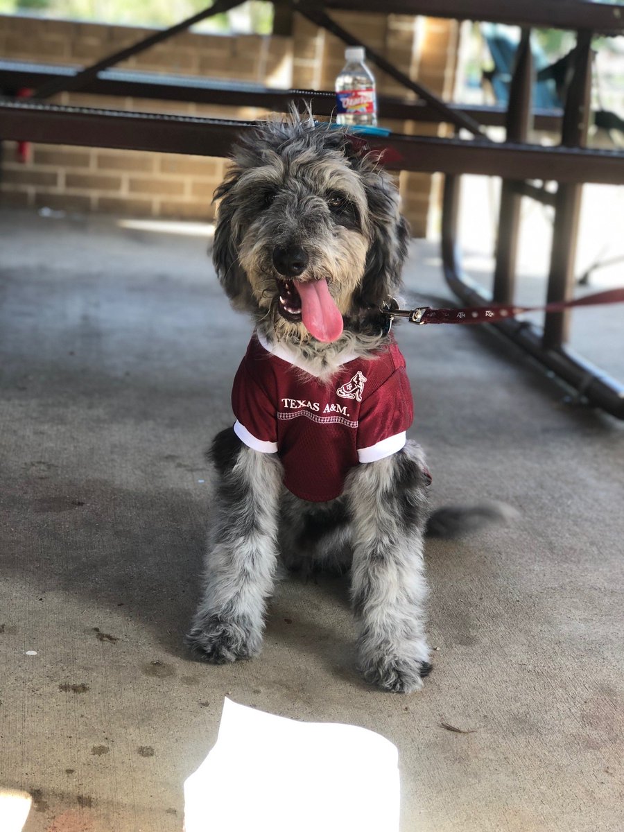 TAMUVMTH's tweet photo. Daisy stopped by the @TAMU Doggie Hydration Station Tailgate last week to say Howdy! She enjoyed the dog water bowls and misting fans to help her stay hydrated and cool! You can find us at all home tailgates at the Pavilion in Aggie Park. Gig 'Em, Aggies! https://t.co/bZ0aRn6uax