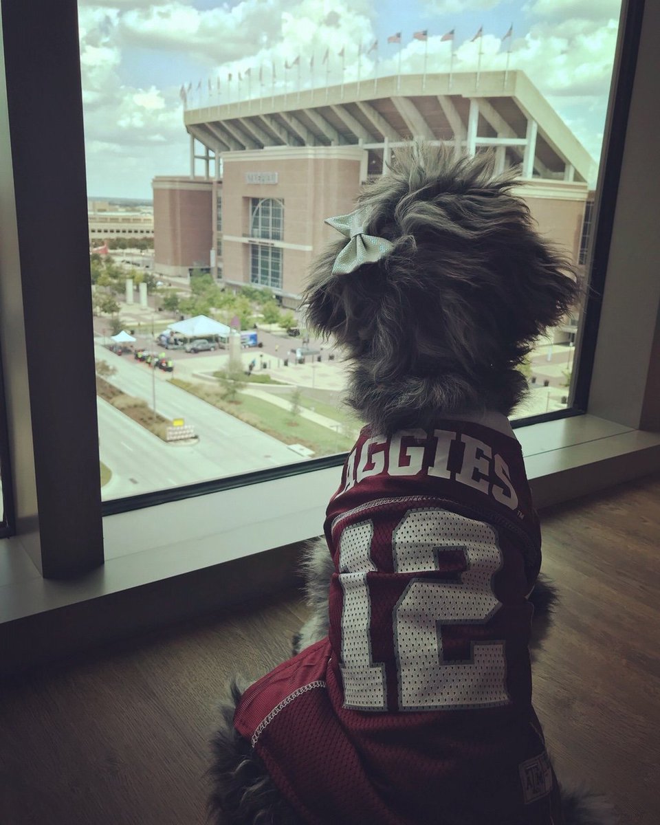 TAMUVMTH's tweet photo. Daisy stopped by the @TAMU Doggie Hydration Station Tailgate last week to say Howdy! She enjoyed the dog water bowls and misting fans to help her stay hydrated and cool! You can find us at all home tailgates at the Pavilion in Aggie Park. Gig 'Em, Aggies! https://t.co/bZ0aRn6uax