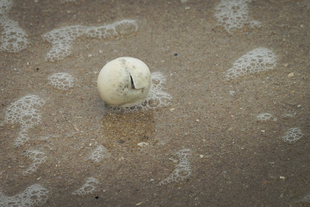 Ampatent's tweet photo. An unborn sea turtle, visible just barely through the pipped part of its egg, subjected to the waves from #HurricaneDorian on #VeroBeach. Wave heights are expected to more than double (18ft) by high tide tomorrow. https://t.co/qFlNdsfKRm