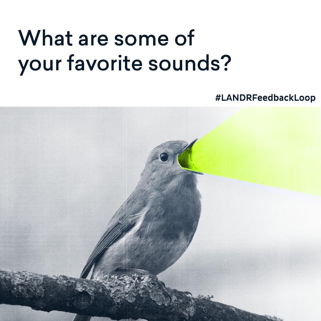 LANDR_music's tweet photo. #LANDRFeedbackLoop https://t.co/pjXepSGVYb