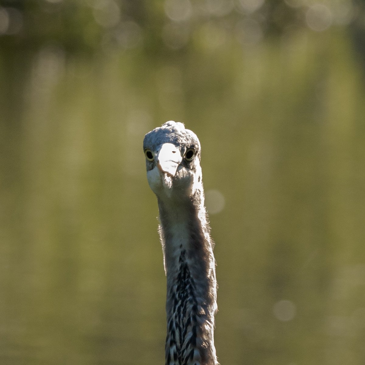 BristolNatureChannel tweet media