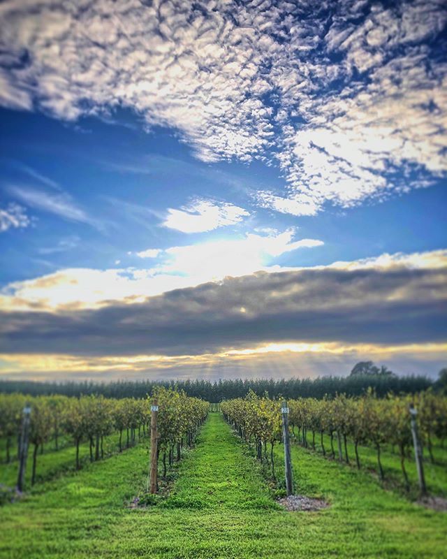TheGuyForks's tweet photo. A little stroll around @aldwickestate this eve 🍷 .
#CrumbsSnaps #Vineyard #EnglishWine #BristolWine #Vineyard #Winemaker #AldwickWine #vineyardviews #vineyardlife https://t.co/3tRl4c94TW https://t.co/EU6ut9LIDp