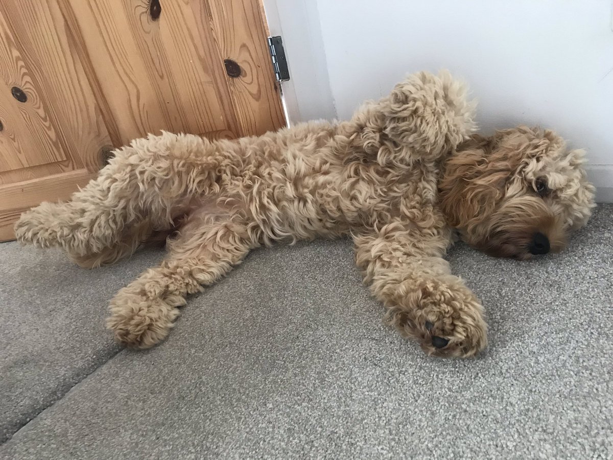 CockapooMaeve's tweet image. First full day at home after holibobs.... I’m totally relaxed at home 😊😴😊