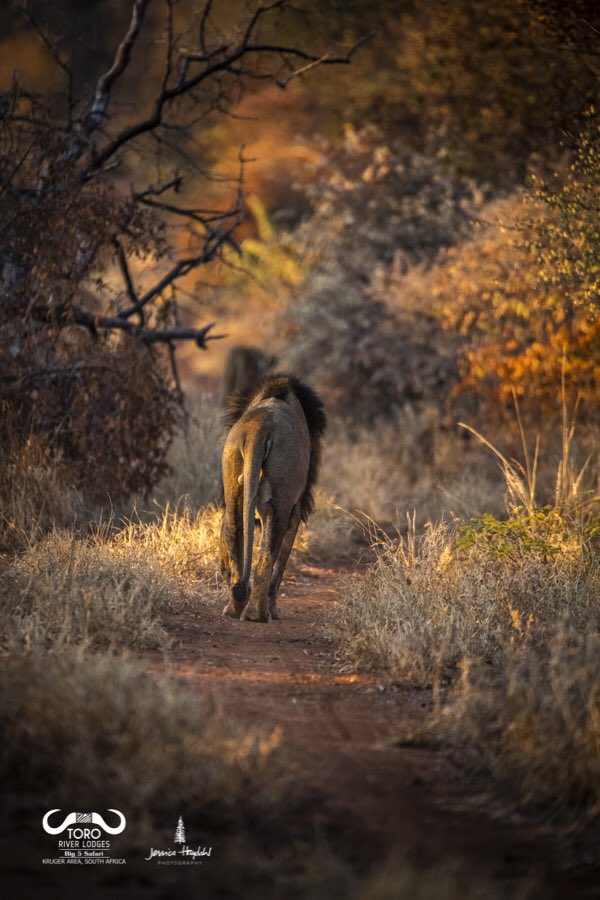 Only about 1 in 8 male lions survive to adulthood
#LION #tororiverlodges #wildplanetphotomag #wildlife_perfection #wildgeography #marvelouz_world #marvelouz_animals #thisissouthafrica #ig_shotz
#lionrecovery #savelions #lions #bigcats #conservation #lionscape #bigcats #makalali