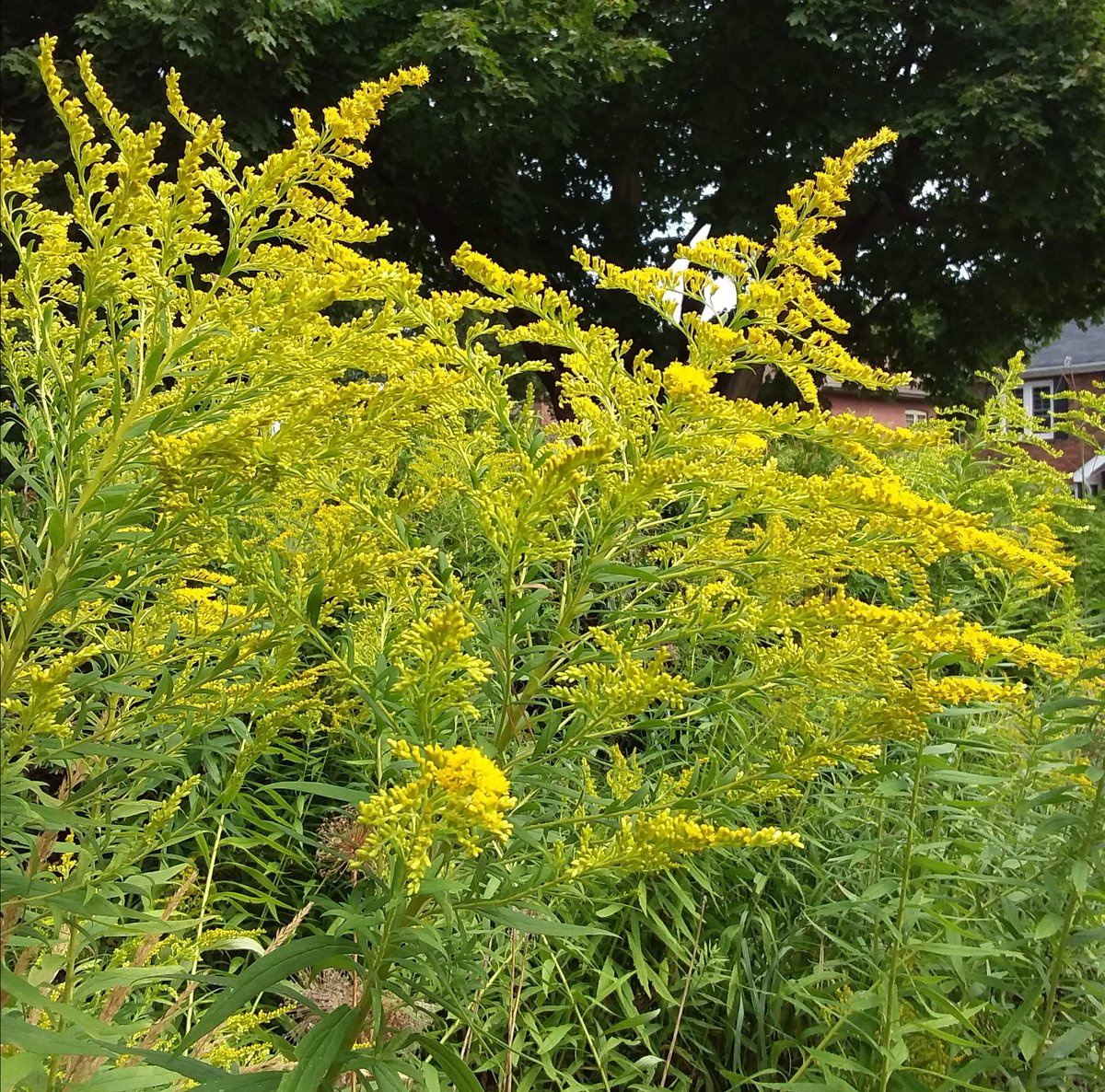 Goldenrod just coming into bloom

Many native species are the ones providing a flower show late summer and fall. I love having it in my garden; easy to add and keep. Drought survivor.
<a href="/GardenDesignMag/">Garden Design Mag</a> 
<a href="/PlantNativeWI/">JB's Native Garden🦋</a>