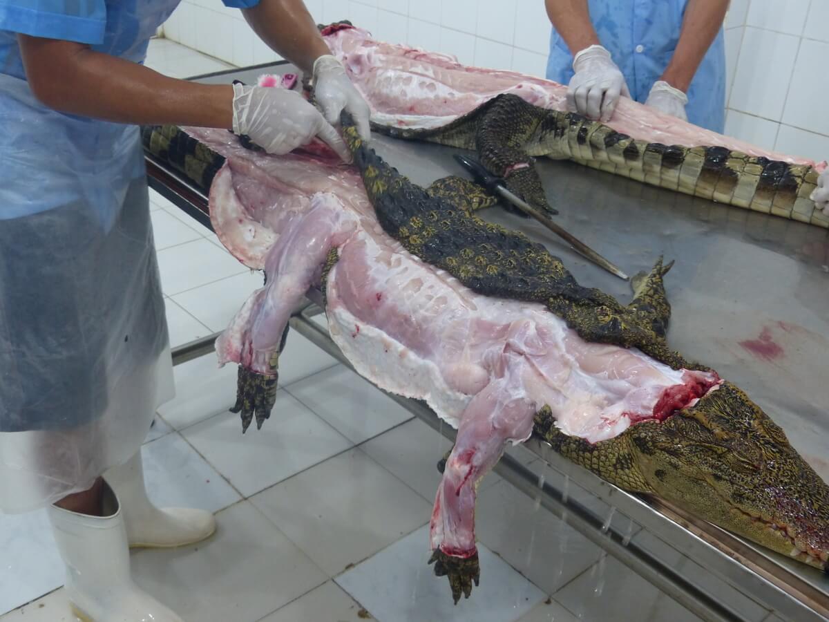 PETA UK on Twitter: THIS NEEDS TO STOP NOW! 😡 Crocodiles are individuals,  not handbags. #dropcroc  / Twitter