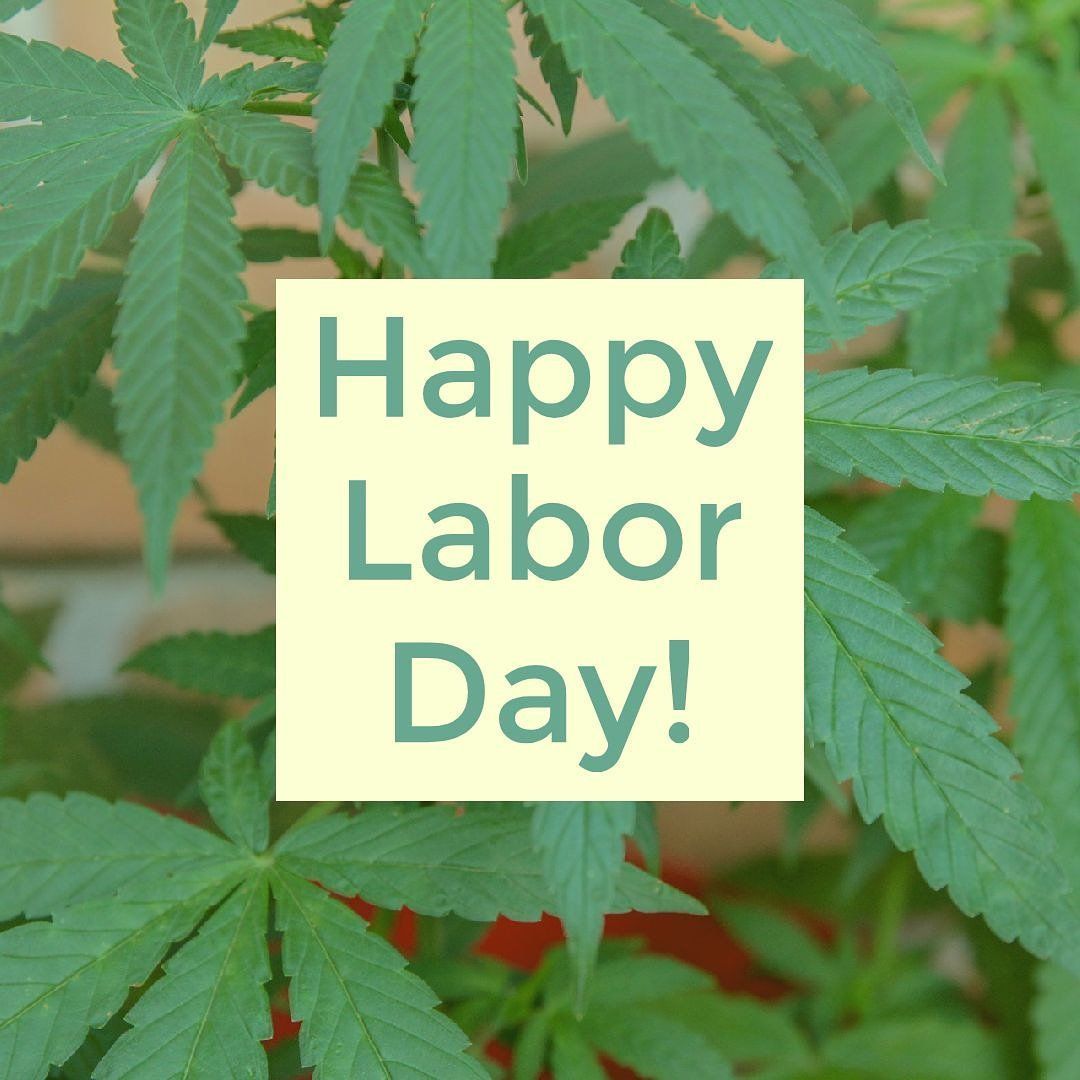 canngaroo's tweet photo. Hard work pays off 🍀⠀
• ⠀⠀⠀⠀⠀⠀⠀⠀⠀
#cannabis #cannabiscommunity #instagood #weed #marijuana #high #stoned #herb #fun #stoner #pink #onelove #peace #kush  #thc #cbd #vape #edibles #canngaroo #leaf #herb #legalizeit #pot #medicinal #medical⠀ https://t.co/cX7ixSuHB5