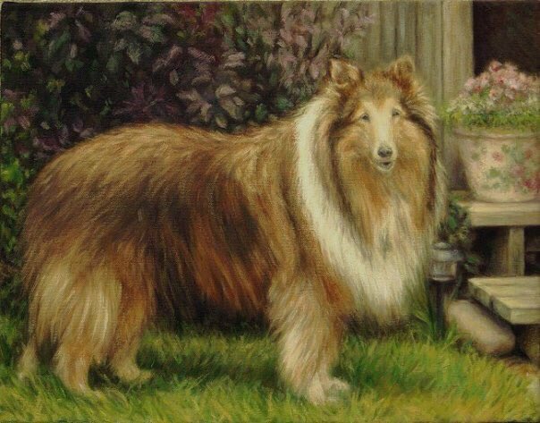 The Late Great is my collie who passed on a few years back & deserved a place of honour on my walls.The joy & comfort her soft & gentle soul brought to me & my children commemorated in oils.Both my kids argue regularly who gets what painting - this is one of them. 