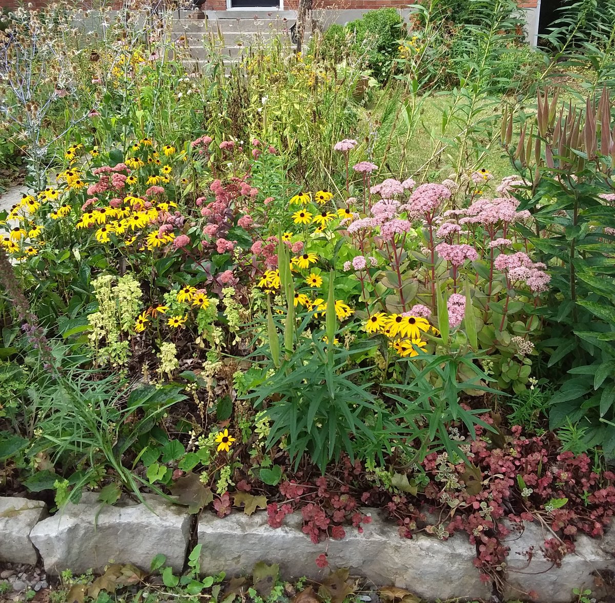 Not all my choices are native species - this photo has a mix

Combining native and not provides for a summer/fall garden  with a different pallette than at other times of the year

@growmilkweed 
@bimblegarden 
<a href="/PlantNativeWI/">JB's Native Garden🦋</a>
<a href="/GardenDesignMag/">Garden Design Mag</a>