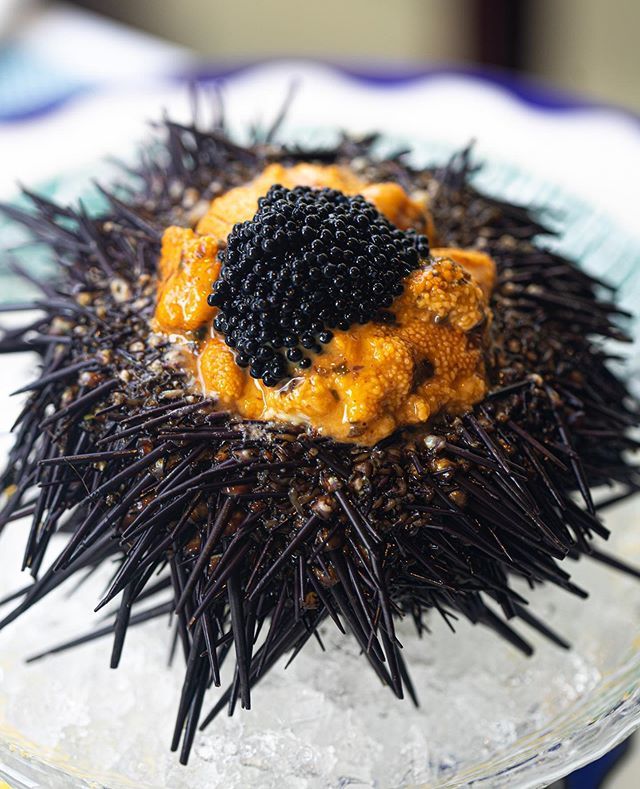 Pesce_DC's tweet photo. Happy Labor Day!! We’re closed today, but enjoy this treasure of the sea in your feed😆// Fresh Uni is now being featured on our menu EVERY weekend for the month of September!! Click that link in our bio to make your reservations🙌🏽 https://t.co/hNZDkN4hpA https://t.co/Om69vEXuBK