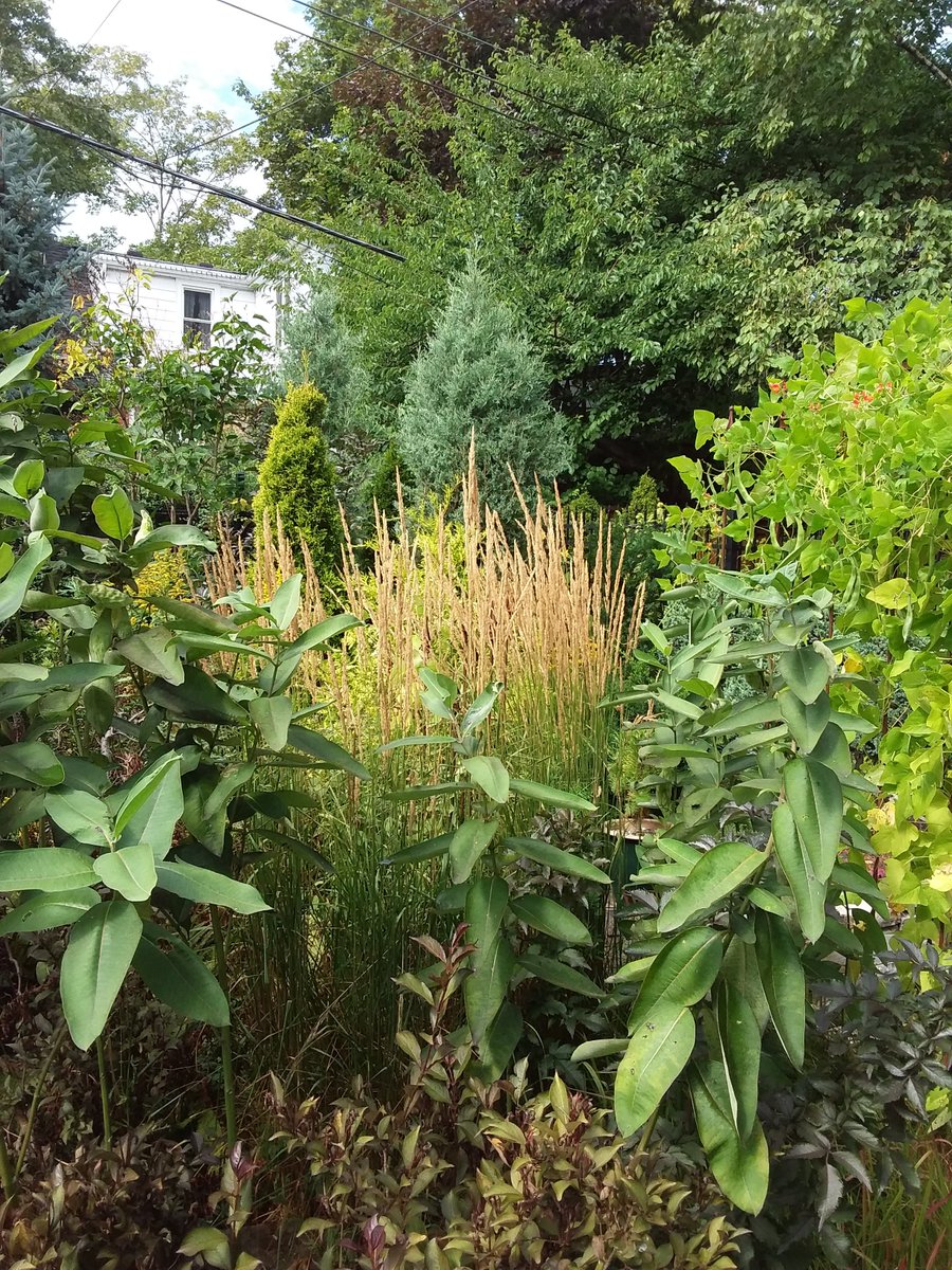 Of course, always milkweed in my gardens
@growmilkweed