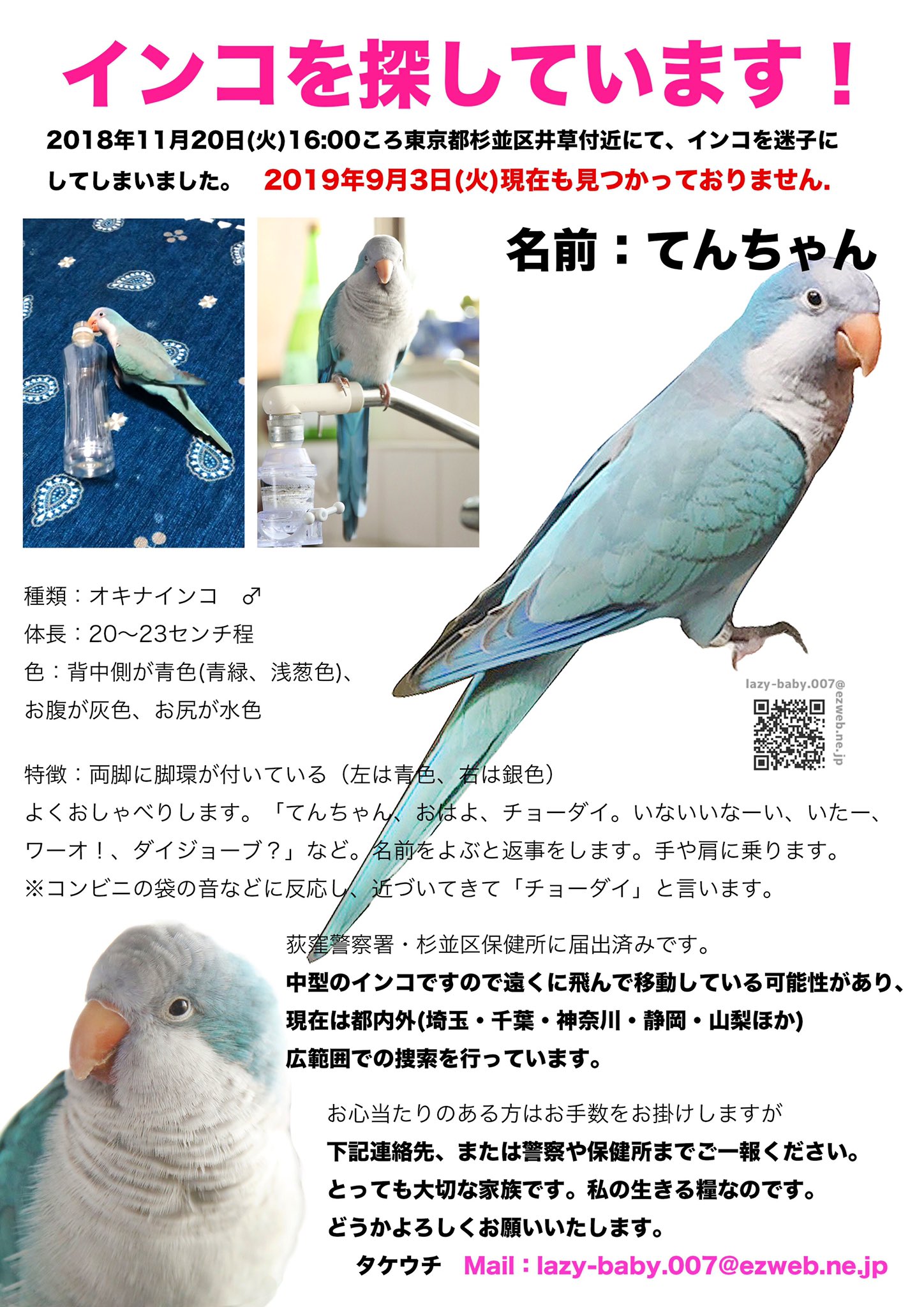 オキナインコブルー を迷子にしてしまいました 竹内 拡散希望 19年9月3日現在も見つかっておりません 何処かで保護され密かに飼われている可能性 野鳥と共生している可能性など考えております 近隣にいつからか突然鳥の鳴き声 よくしゃべる