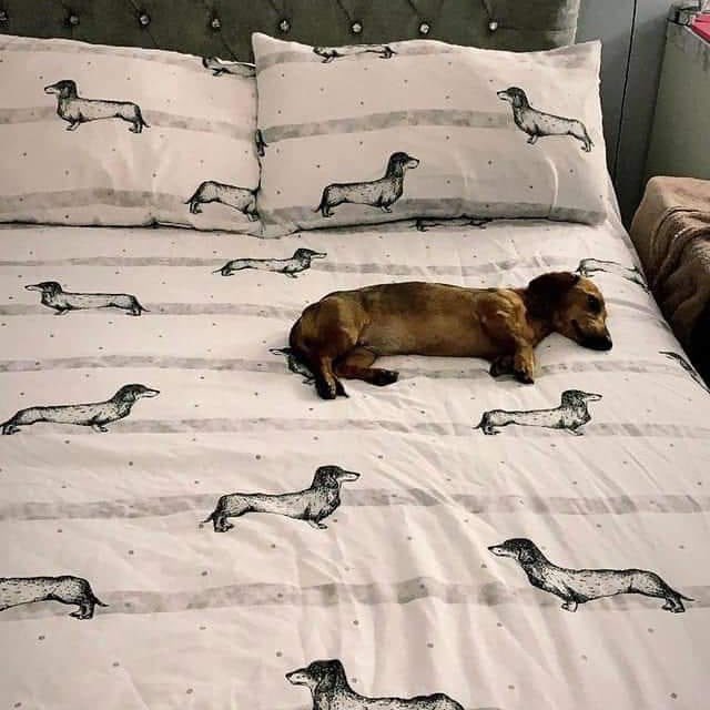 luquinha's tweet image. 