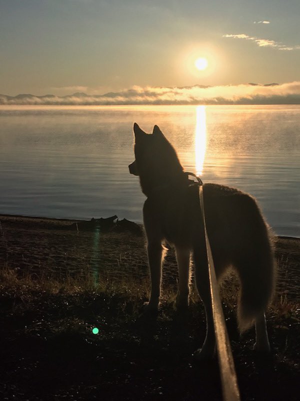 LWhitmorken's tweet photo. Love my early morning walks with the hoomans #YellowstoneNationalPark #HuskyBeauty https://t.co/loPPMq2dJD