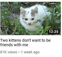 kobldexe's tweet photo. There's a guy on youtube who goes around helping feral cats and his video titles just read like he's constantly in a state of anxiety over what cats think of him https://t.co/g38YuIOfLT