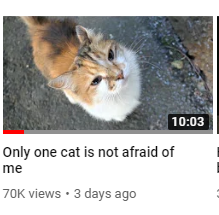 kobldexe's tweet photo. There's a guy on youtube who goes around helping feral cats and his video titles just read like he's constantly in a state of anxiety over what cats think of him https://t.co/g38YuIOfLT