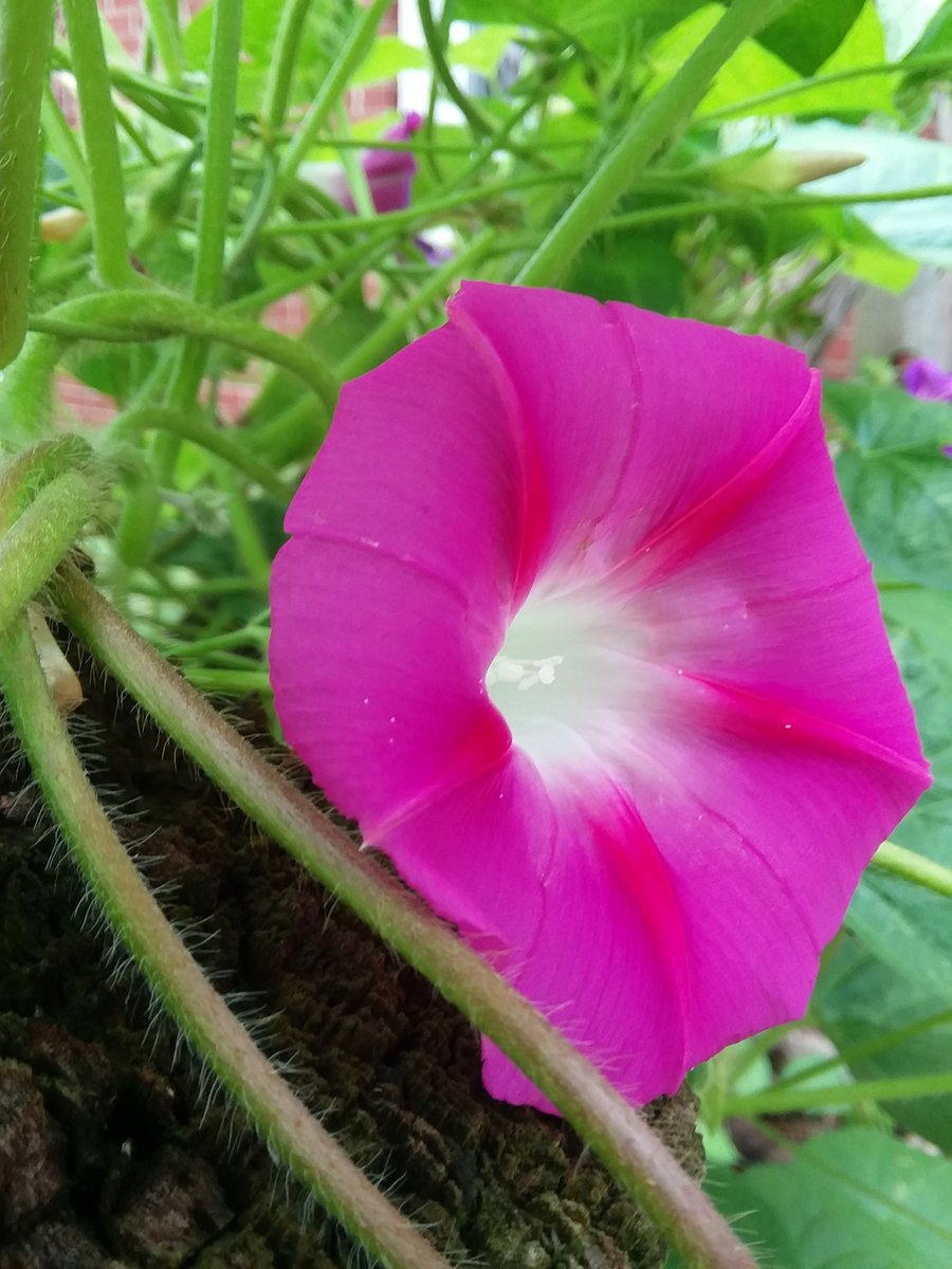 joanjet761's tweet photo. Good morning. Happy Labor day. #morningglories #Ipomoea #Ipomoeanil #cabbagemoth #butterfly https://t.co/HIG7OzBE7E
