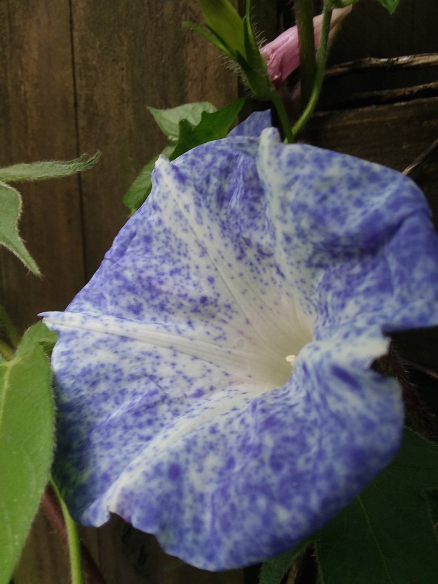 joanjet761's tweet photo. Good morning. Happy Labor day. #morningglories #Ipomoea #Ipomoeanil #cabbagemoth #butterfly https://t.co/HIG7OzBE7E