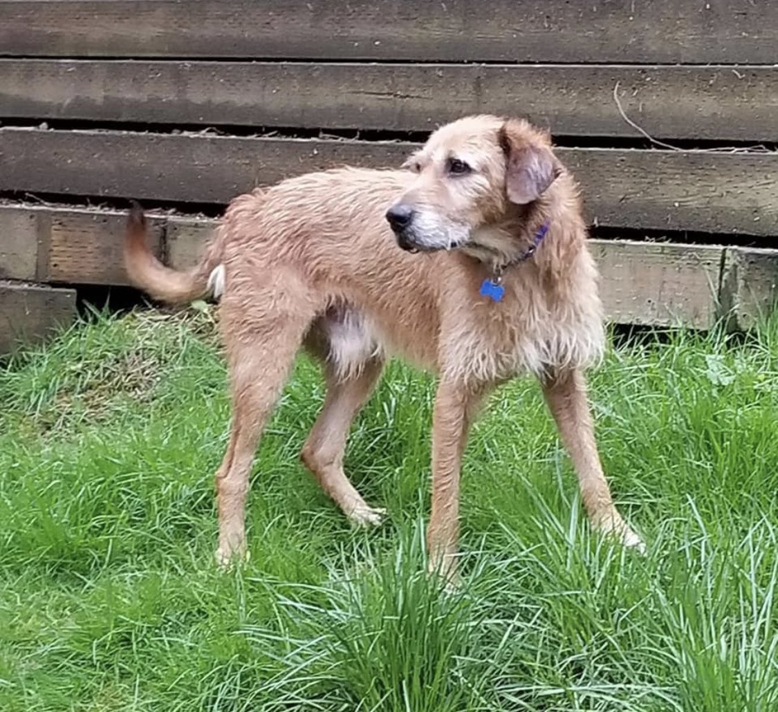 Sitting4aCause's tweet photo. It's #AdoptMeMonday and #AiredaleTerrier mix Arthur is hoping to find his home!

Arthur is 3-years-old and loves outdoor adventures as much as he enjoys a quiet place to come home to. 

To adopt Arthur, contact @OTATpdx! Otherwise please RT to help Arthur find his fur ever home! https://t.co/xo4UoyPvyp