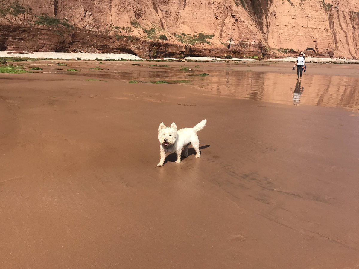 HugoGodfrey's tweet photo. Such a fabulous day with my #humans yesterday!!! Shame they can’t keep up!!! https://t.co/A9q21qMZIG