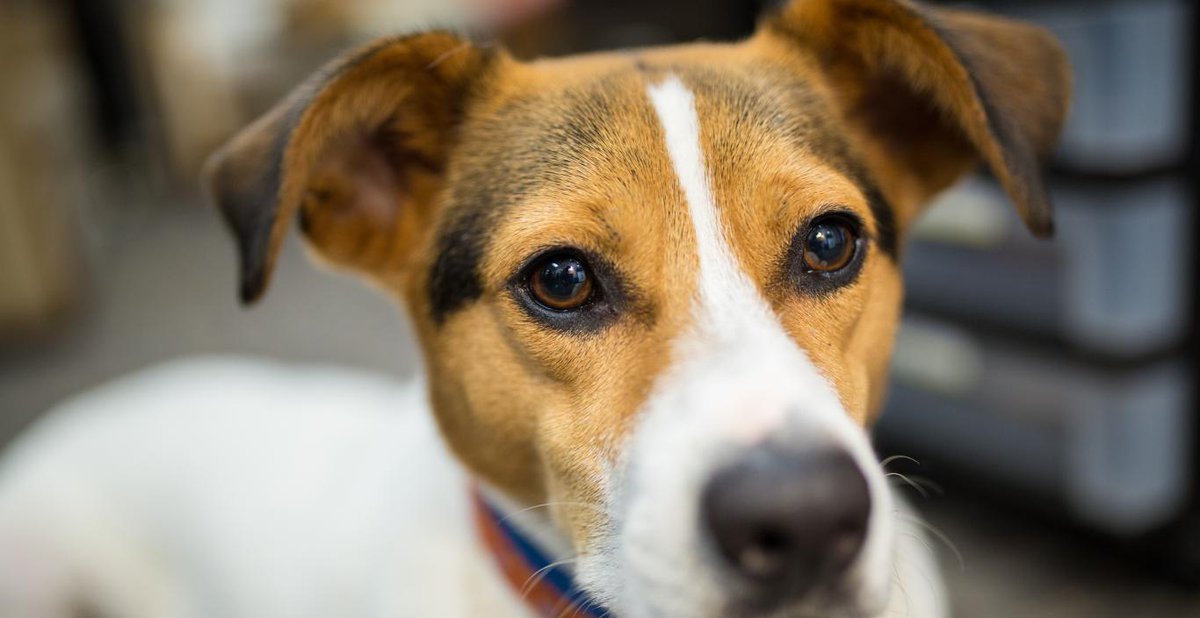 lesley_u's tweet photo. Meet Tally!
This awesome pup hangs out in the Counseling Center a few days each week so be sure to check her schedule for cuddle time!
πΎ β‘οΈ https://t.co/PgO6Z4fPQ7
#LesleyMoveIn
@TherapyDogTally https://t.co/RT5uBXixfs