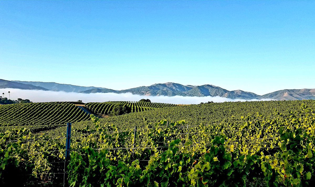 Happy Labor Day! Join Us from 11am to 5pm for Wine Tasting, Complimentary Sangria Tasting and don’t forget we have an exclusive Tasting Room only Wine Special. See you Soon!!
#discoverbrickbarn #brickbarnwineestate #santabarbarawinecountry #sbcwinetasting #visitbuellton #laborday